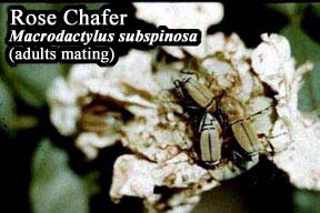 Picture of Rose Chafer