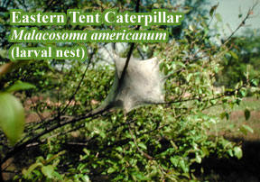 picture of eastern tent caterpillar Malacosoma americanum