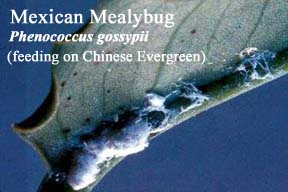 Picture of Mexican Mealybug