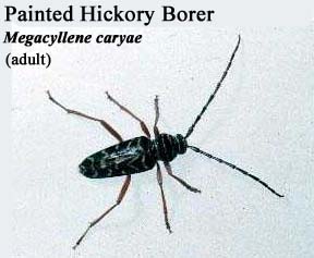 Picture of Painted Hickory Borer