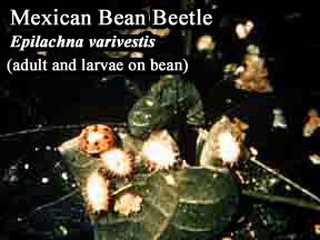 Picture of Mexican Bean Beetle