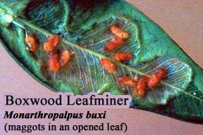 Picture of Boxwood Leafminer