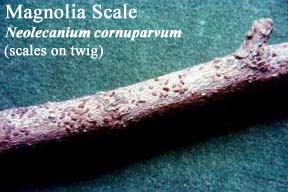 Picture of Magnolia Scale