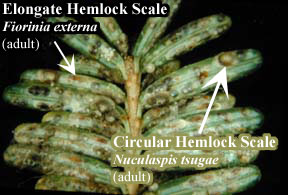 Picture of Elongate Hemlock Scale and Circular Hemlock Scale