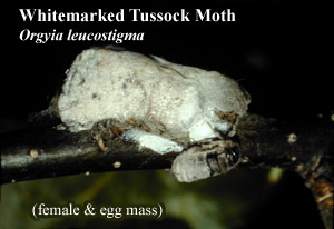 Picture of Whitemarked tussock moth