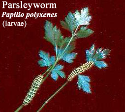 Picture of Parsleyworm