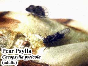 Picture of Pear Psylla