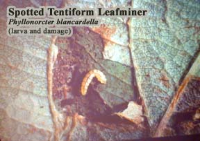 Picture of Tentiform leafminers