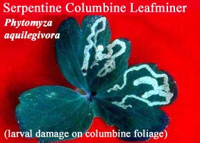 Picture of Serpentine Columbine Leafminer