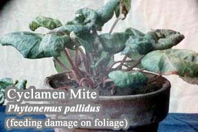 Picture of Cyclamen Mite