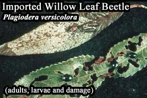 Picture of Imported willow leaf beetle