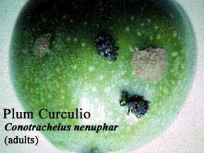 Picture of Plum Curculio