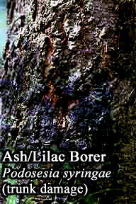 Picture of Lilac borer