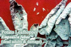 Picture of Potato leafhopper