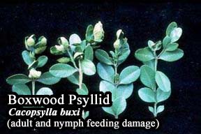 Picture of Boxwood psyllids