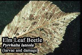 Picture of Elm leaf beetle