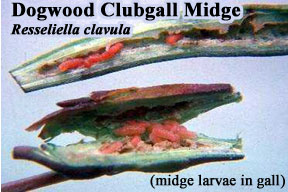 Picture of Dogwood clubgall midge