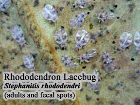 Picture of Rhododendron Lacebug