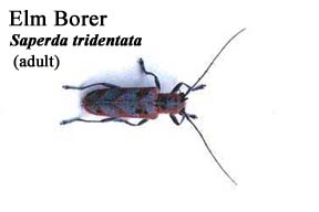 Picture of Elm borer