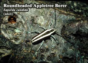 Picture of Roundheaded appletree borer