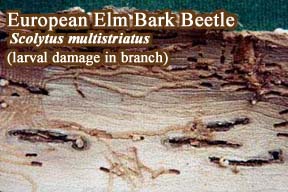 Picture of European elm bark beetle