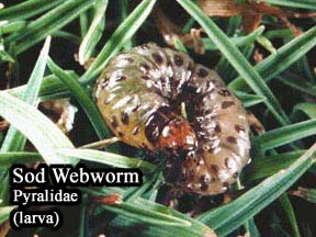 Picture of Sod Webworm Larvae