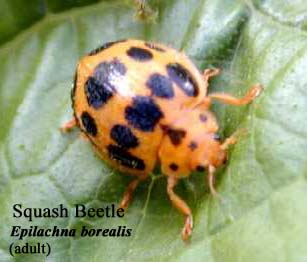 Picture of Squash Beetle