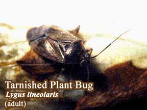 Picture of Tarnished Plant Bug