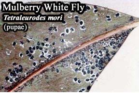 Picture of Mulberry whitefly