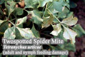 Picture of Twospotted spider mite