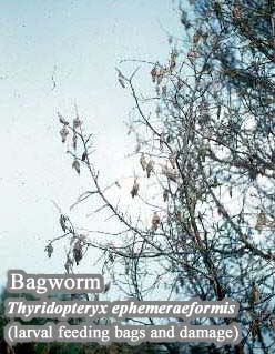 Picture of Bagworm