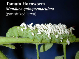 Picture of Tomato hornworm