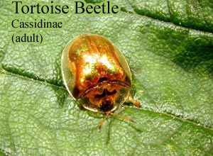 Picture of Tortoise Beetle