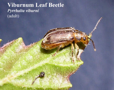 picture of viburnum leaf beetle adult pyrrhalta viburni