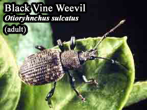 Picture of Black vine weevil