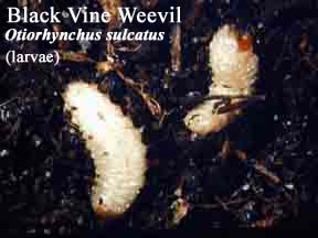 Picture of Black Vine Weevil Larvae