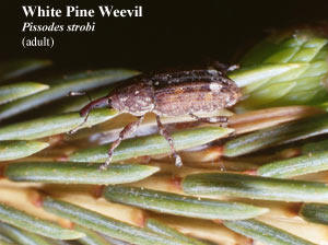 picture of adult white pine weevil, Pissodes strobi