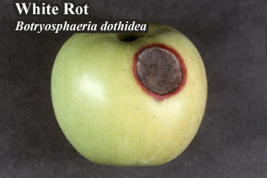 Picture of White Rot