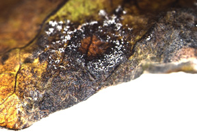 Sporulation on lower surface of infected leaf