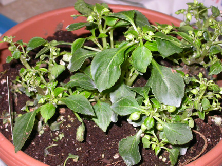 Impatiens with Downy Mildew