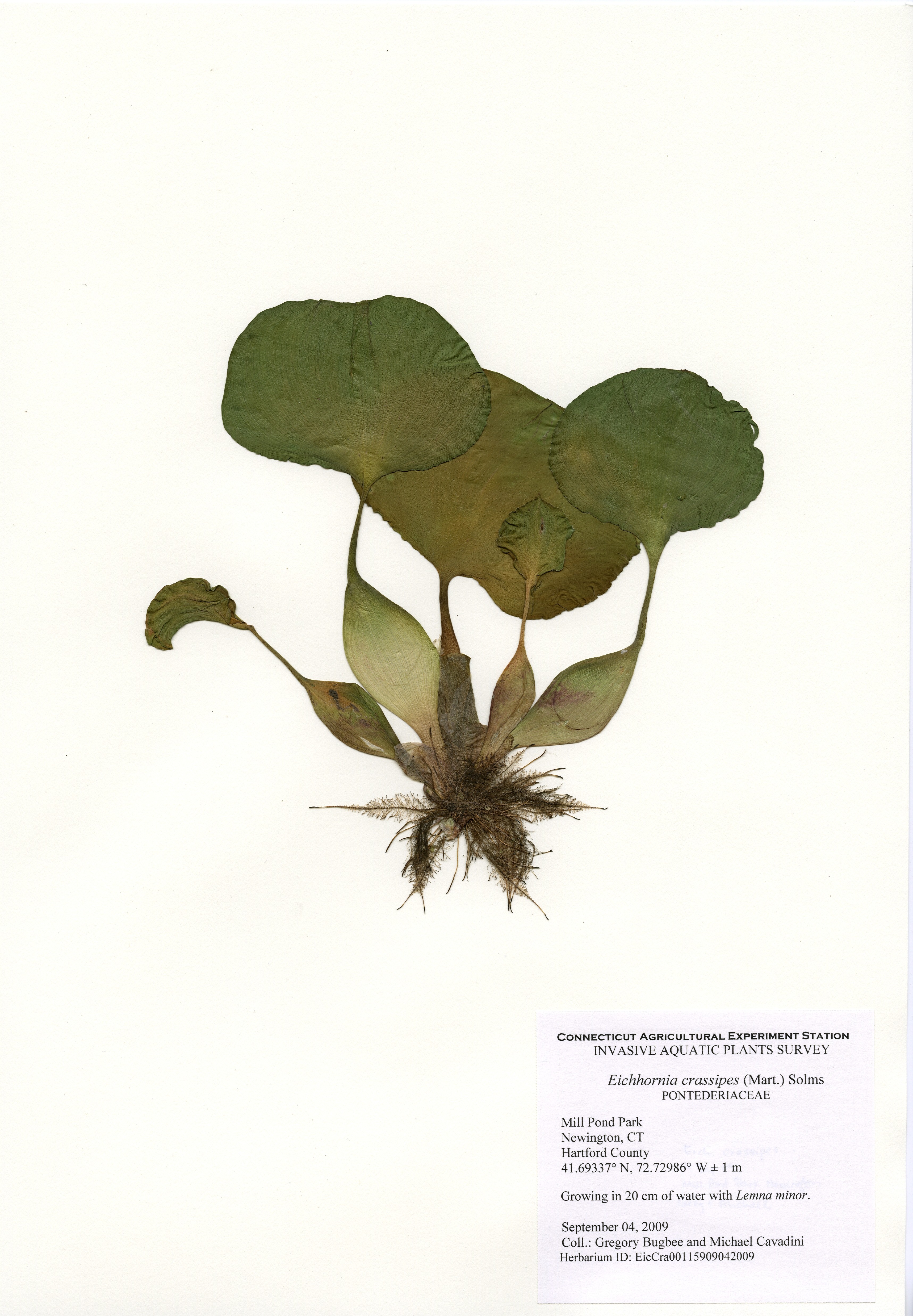 Wild Hyacinth Plant | Illustration by Jessine Hein