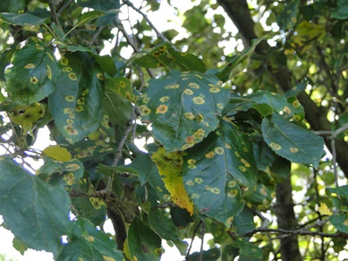 Cedar-Apple Rust on Apple