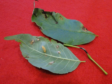 Ash Leaf Rust