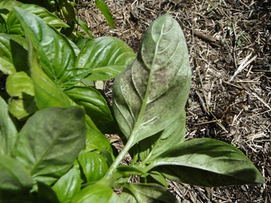 Basil Downy Mildew