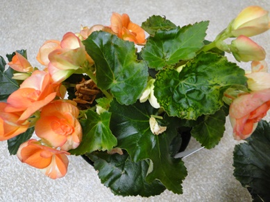 Begonia INSV