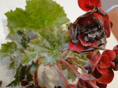 Begonia Powdery Mildew