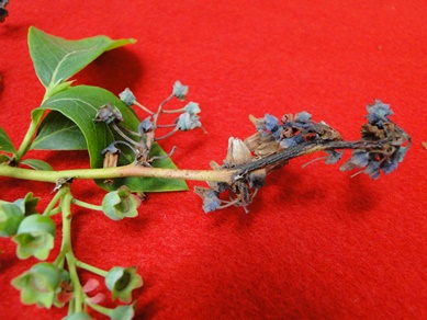 Blueberry Botrytis Blight