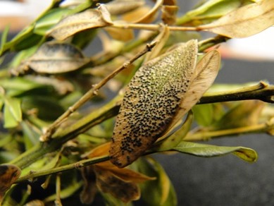 Boxwood Macrophoma Leaf Spot