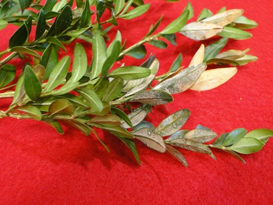 Boxwood Volutella Canker