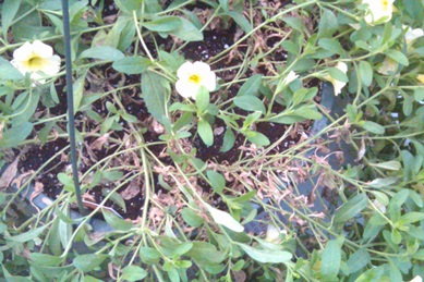 Calibrachoa Botrytis Blight